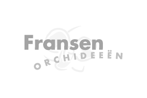 Fransen Orchidee