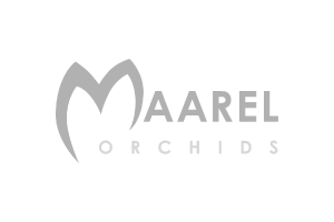 Maarel Orchids
