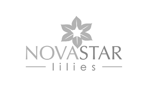 Novastar Lilies